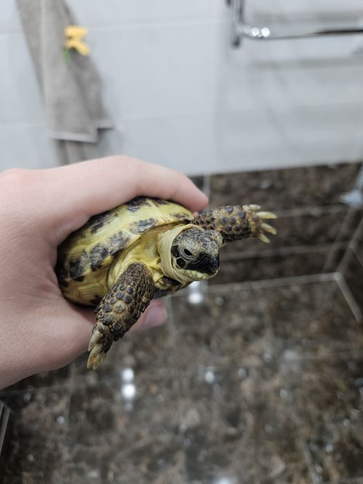 Продаётся маленькая черепашка