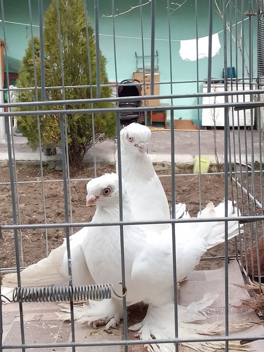 Голуби чубатый тараз