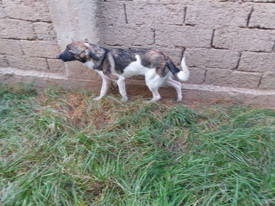 Caini - în căutare de case