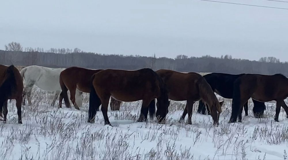 Продам табун лошадей (кобылы + жеребец)