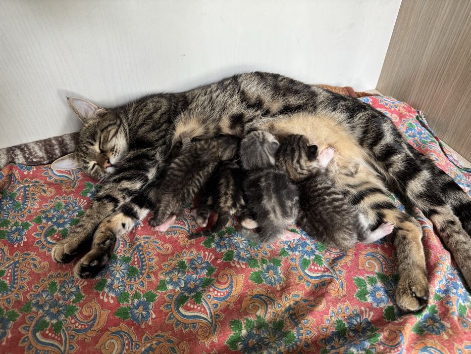 Uy mushugi sotiladi 4 ta bolasi bilan. 1 hafta boʻldi tuqqaniga