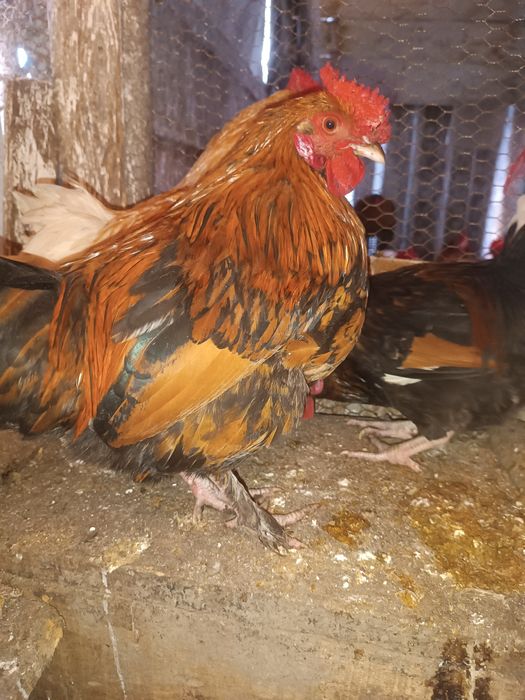 Млади петли идеални за ято