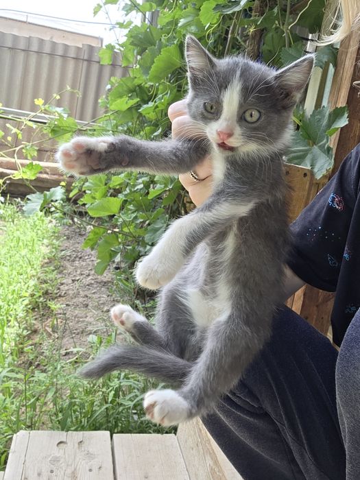 Красивый котёнок