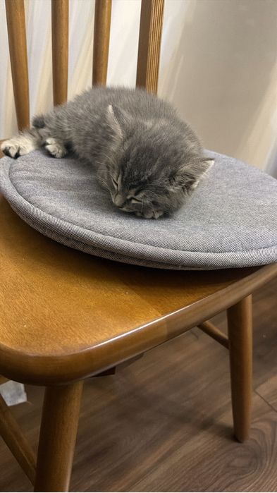 Отдам котенка в добрые и хорошие руки.