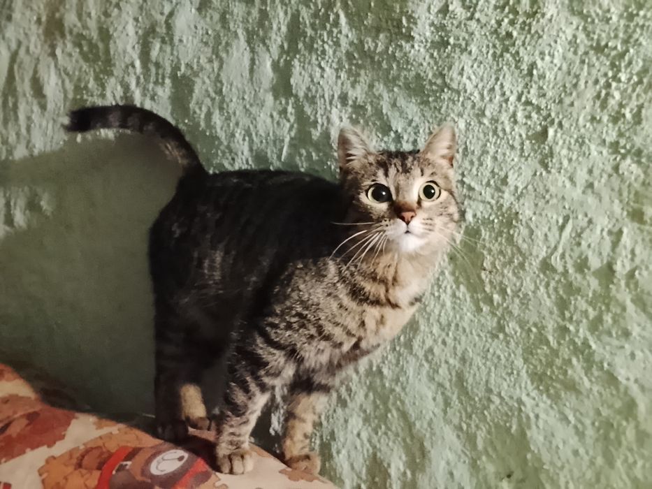 Отдам кошку в добрые руки