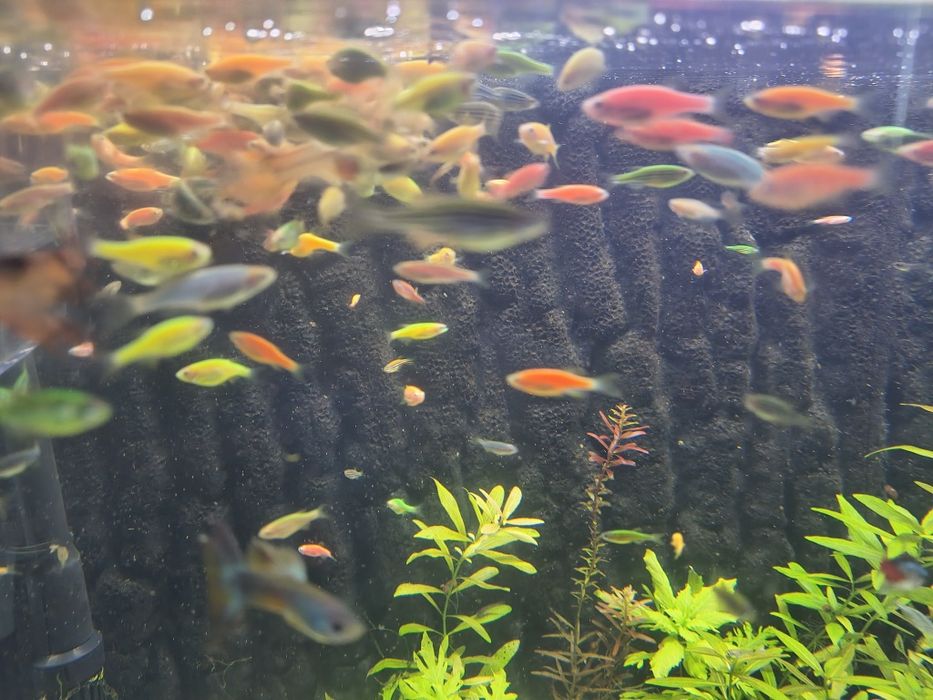 Pești viu colorați danio renio