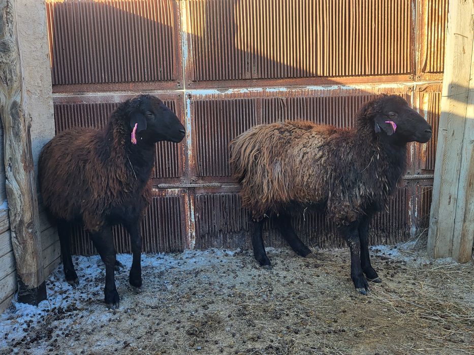 Сектер сатылады.