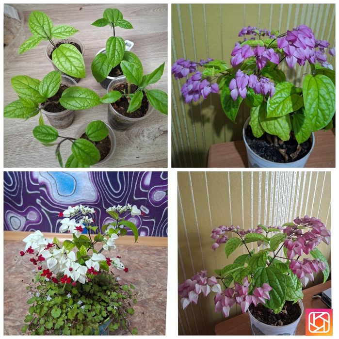 Продам комнатные цветы