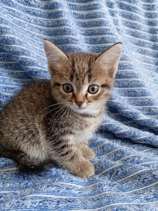 бесплатно котята
