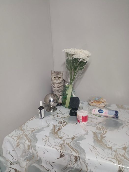 Шотландский прямоухий мальчик