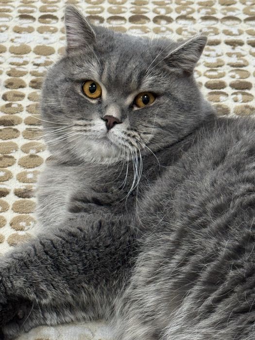 Продаётся серый British Shorthair