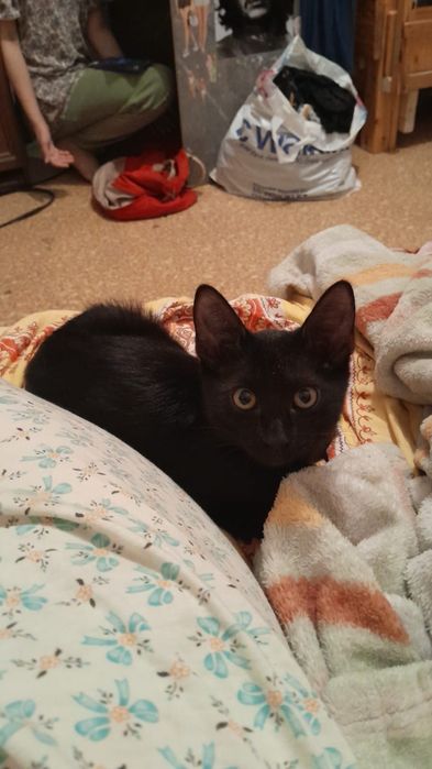 ЛодочныймоторMERCURY