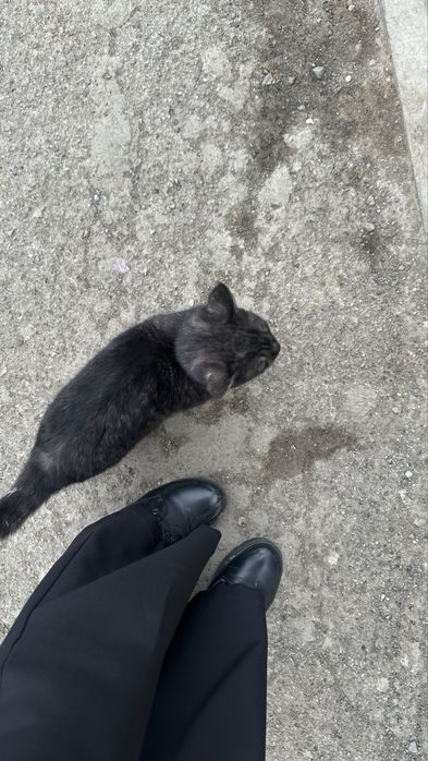 Особенный котенок ищет дом