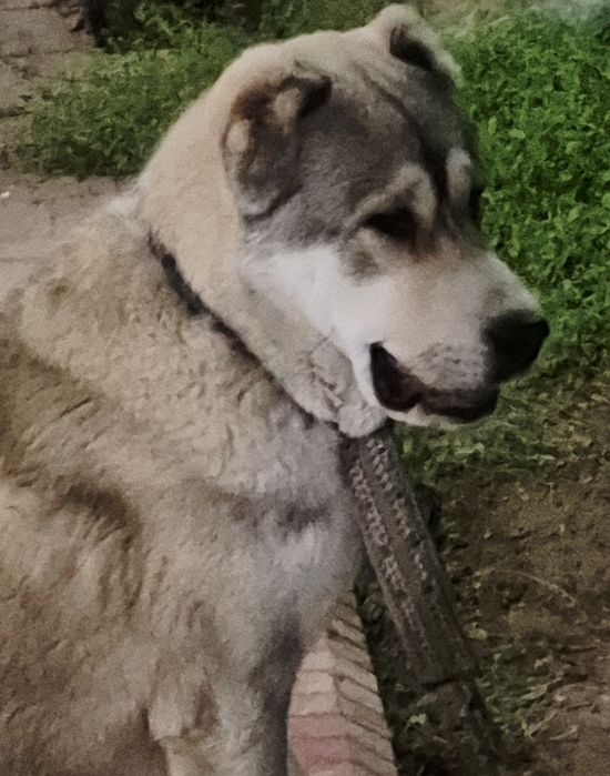 Алабай, азиатская овчарка