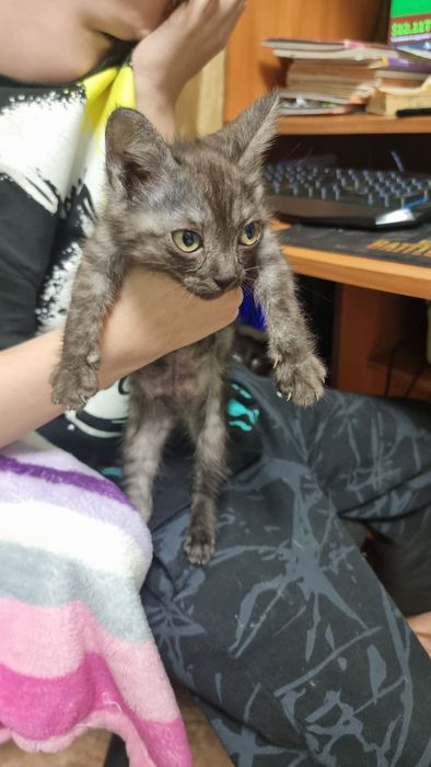 Отдам котят в добрые руки