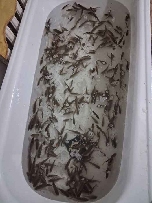 Живец шабак карас