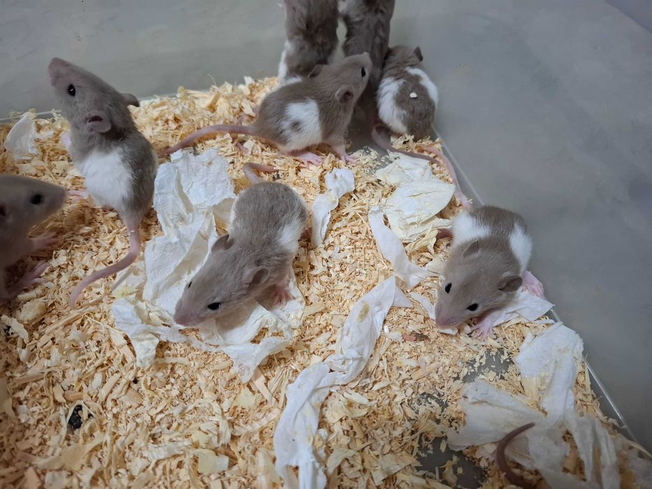 Продаются крыски