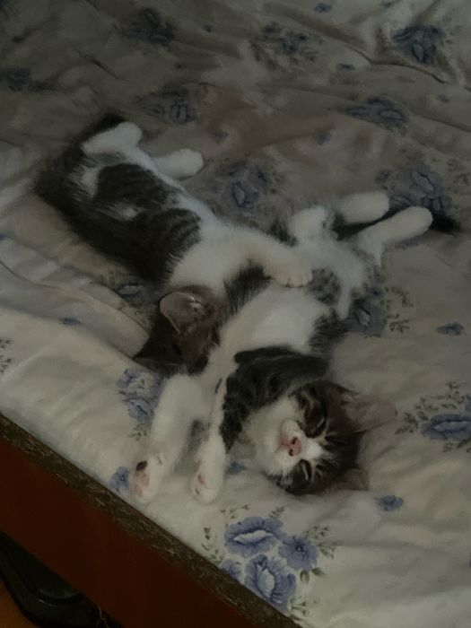 отдам котят в добрые руки