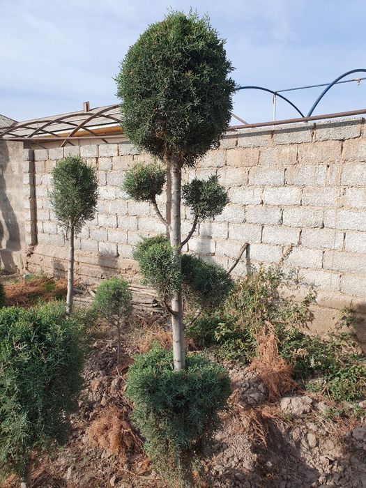 Kepars archalar sotiladi