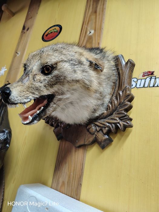 Препариран чакал