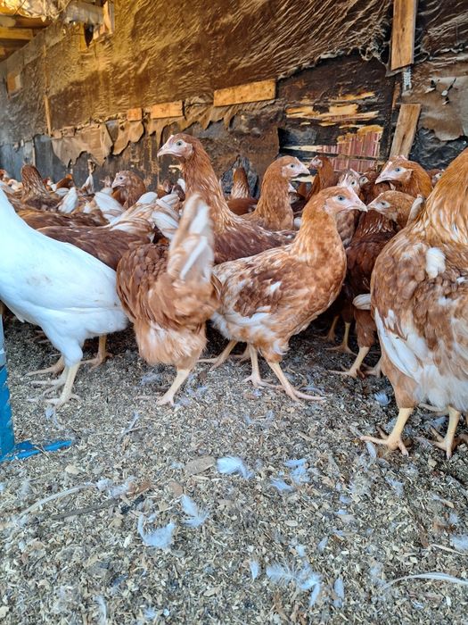 Ломан браун Несушки