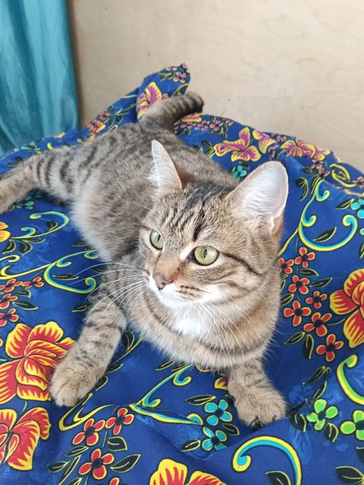 Отдам Кошка  9айлық