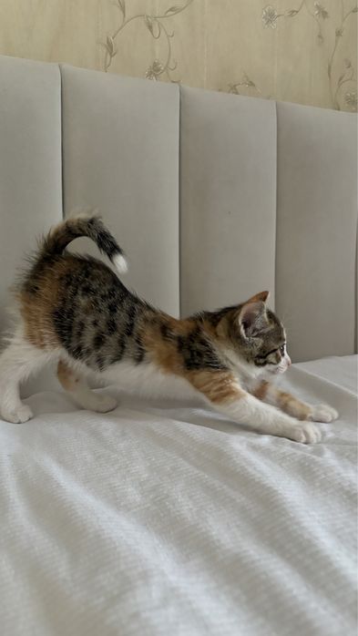 Котята 1,5 месяцев