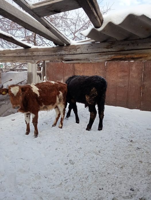 Продам 4-бычок 3-тёлка оптом 7-голов