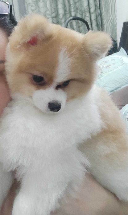 Продается померанский шпиц