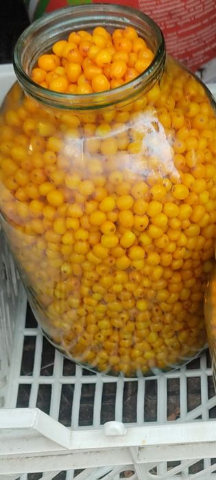 Продам  крупную облепиху