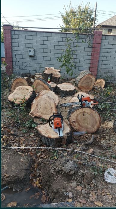 Спил деревьев обрезка плодовых деревьев