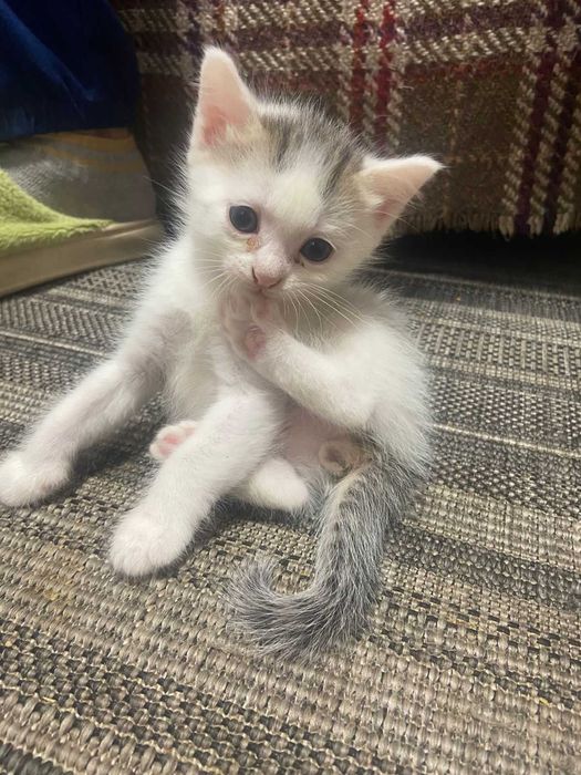 Домашние Кошки  и котята!