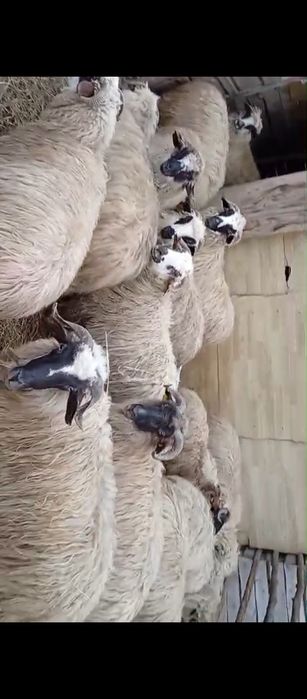 Vând oi  tinere la prima și a doua fatare