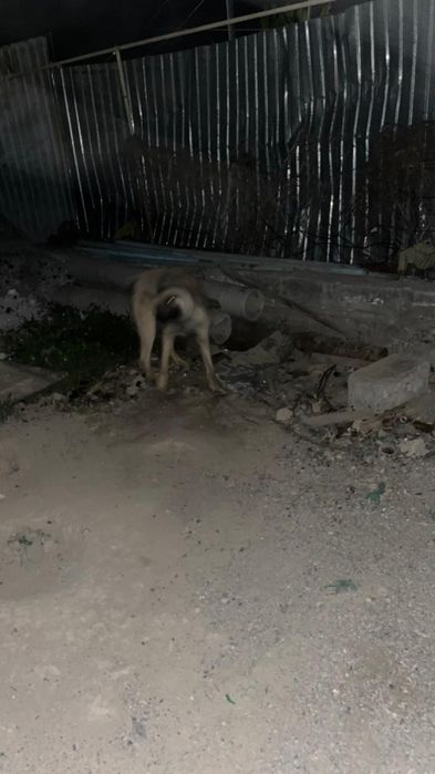 Белгески овчарка чисто кровка пишите