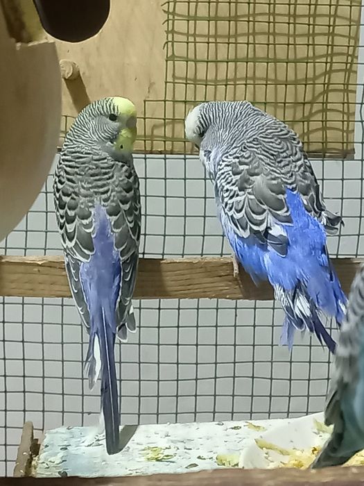 Папугай сатилади