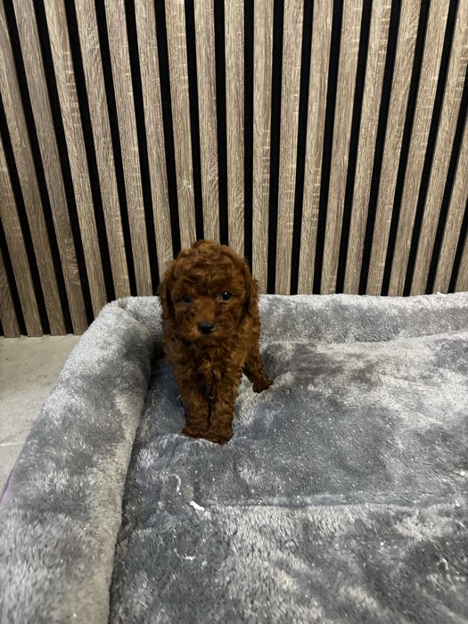 Той пудел момиче и момче