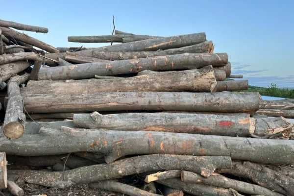 SC vinde lemn de foc