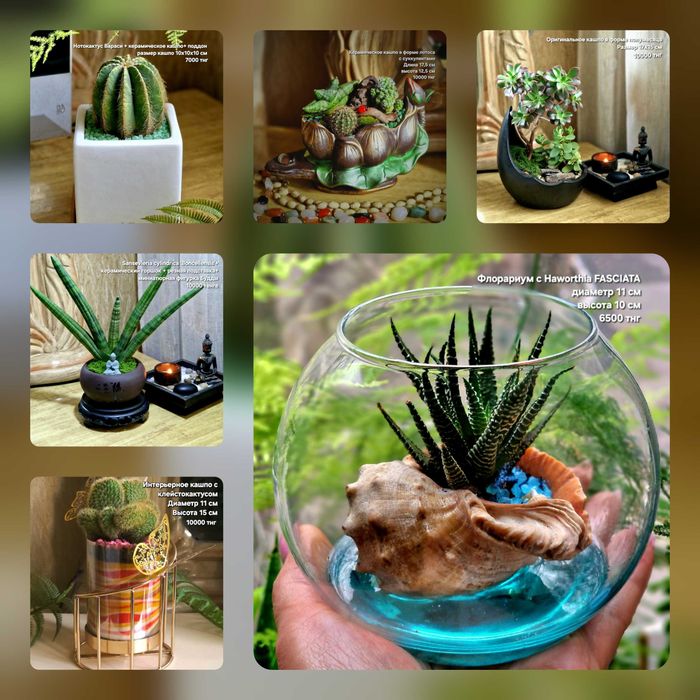 Суккуленты, флорариумы, композиции