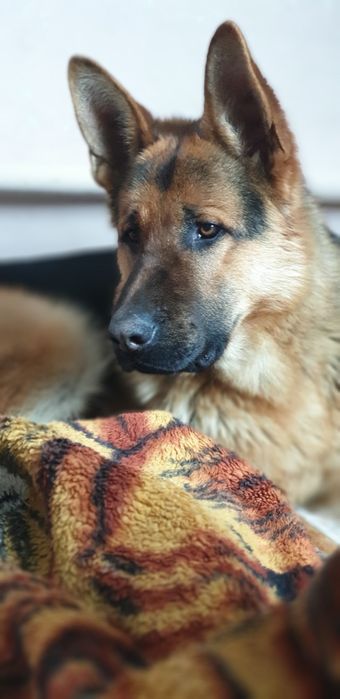 Вязка немца с немкой.