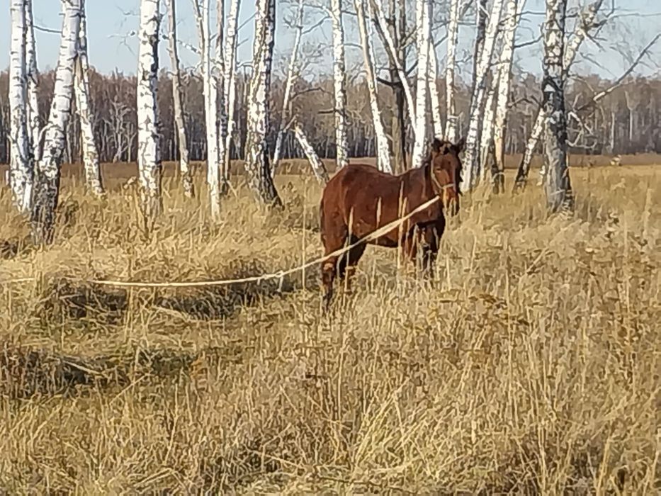 Продам  Жеребца 2 года