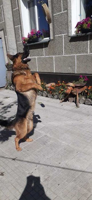 Кобель немецкой овчарки для вязки