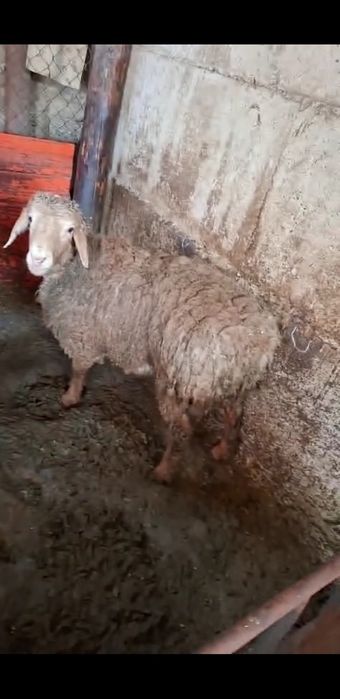 Қой,, Қошқар   тоқты  Самал-2