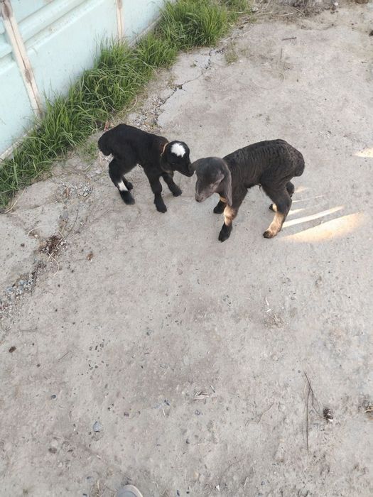 Baracha sotiladi sutka katta qilinadi
