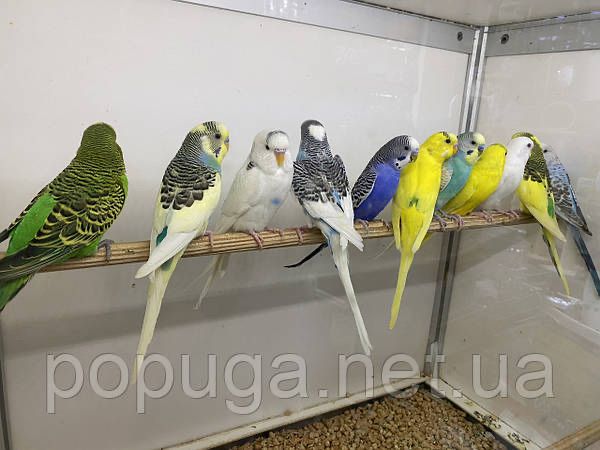 Волнистые попугай