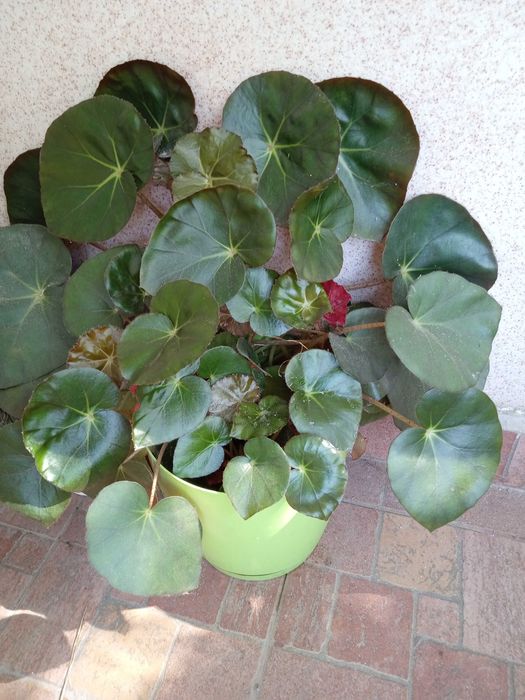 Стайно растение бегония