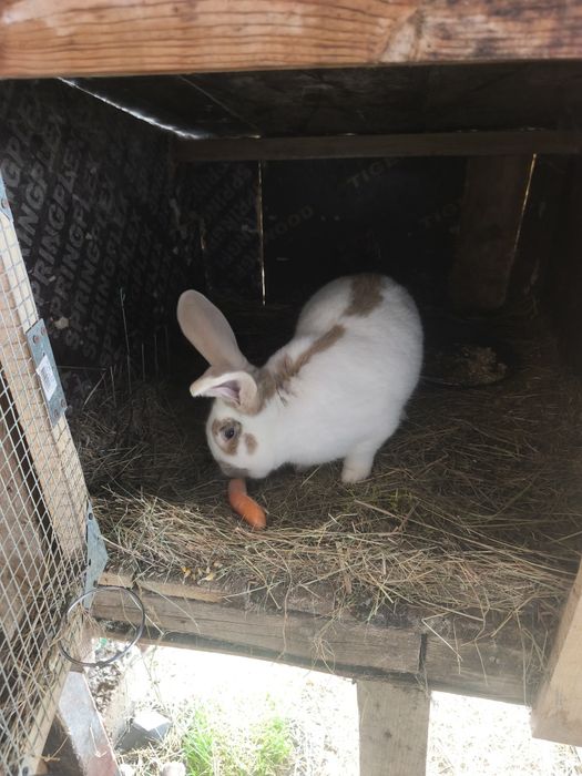 Продавам мъжки зайци