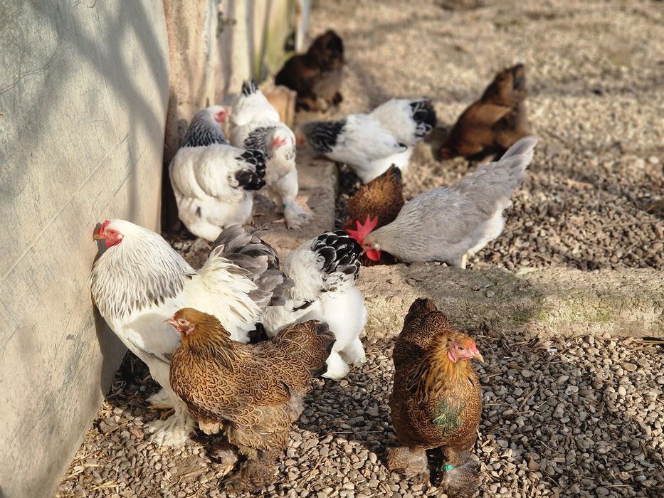 Brahma pitic HD, HDA, Potarnichiu