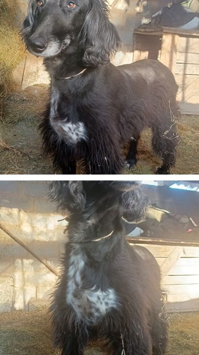 Продам ШЕНЬКОВ порода Тайған