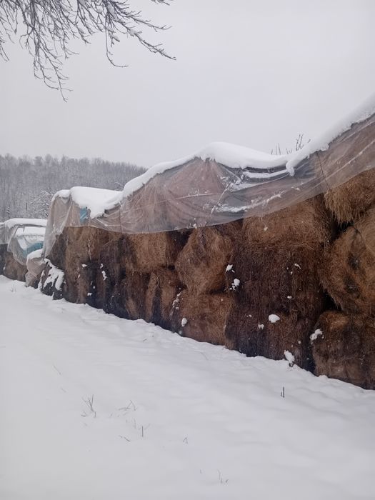 Baloti mari fan amestec lucerna