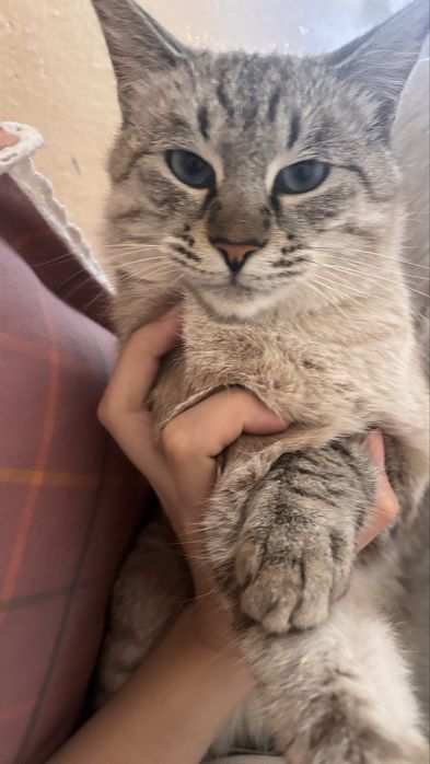 Красивый голубоглазый кот, 2 года